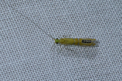 Nectopsyche gemmoides