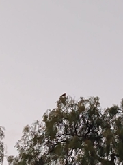 Pyrocephalus rubinus