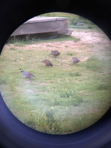 iNaturalist observation photo of California Quail