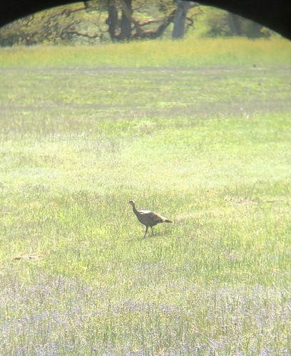 iNaturalist observation photo of Wild Turkey