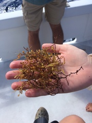 Sargassum natans