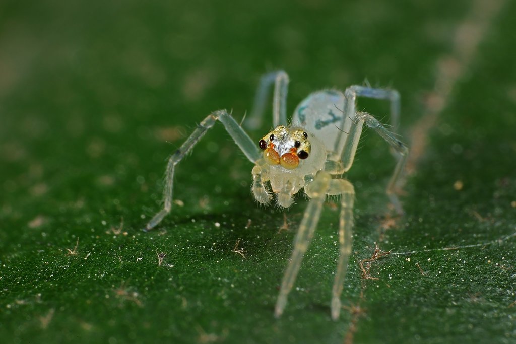 Tailed Jumping Spiders from Tuen Mun, Hong Kong on January 9, 2022 at ...