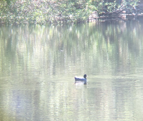 iNaturalist observation photo of American Coot