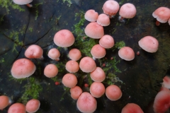 Mycena roseilignicola