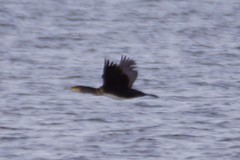 Phalacrocorax carbo carbo