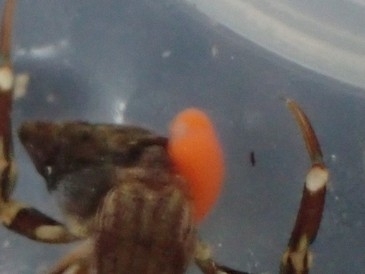 Liriopsis pygmaea