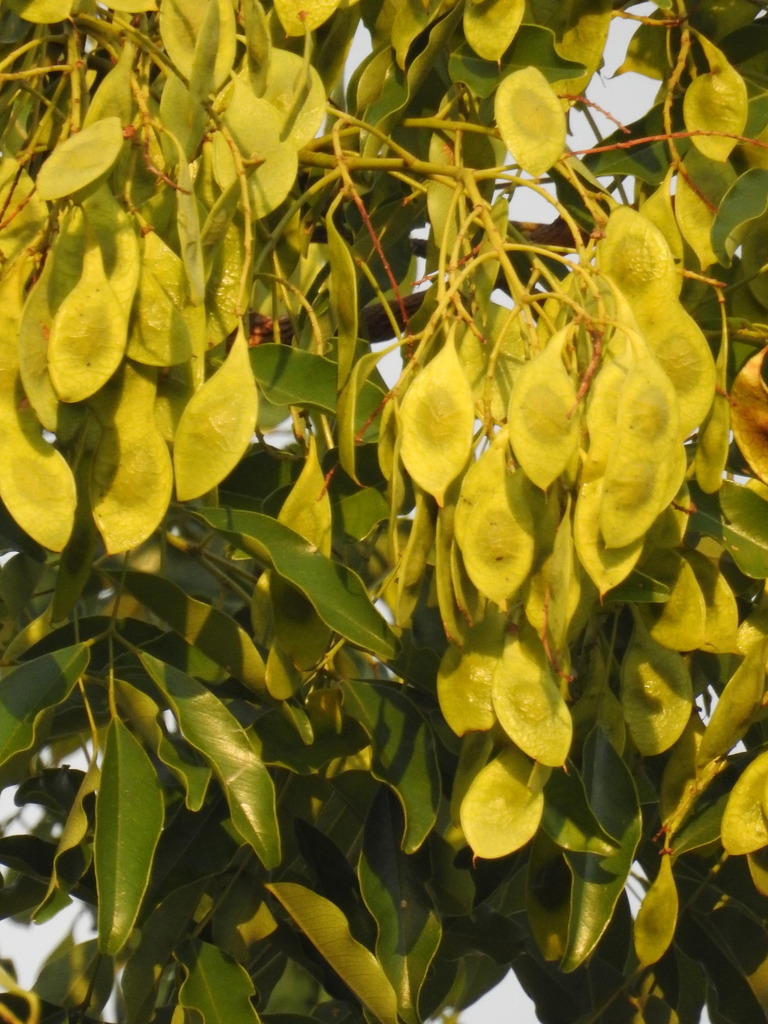 Leptolobium elegans