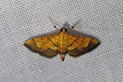 Orphanostigma haemorrhoidalis