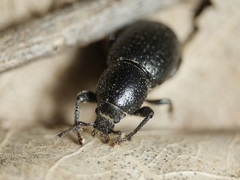 Psallidium maxillosum