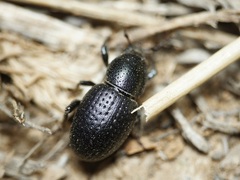 Psallidium maxillosum