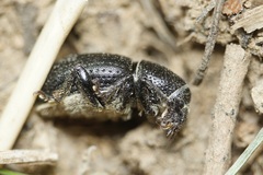 Psallidium maxillosum