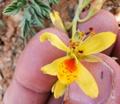 Hoffmannseggia repens