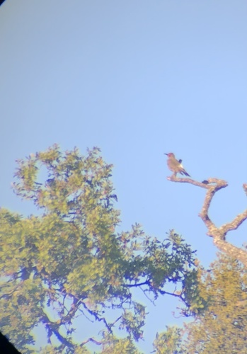 iNaturalist observation photo of Northern Flicker