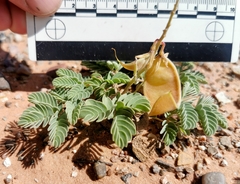 Hoffmannseggia repens