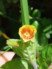Oenothera epilobiifolia
