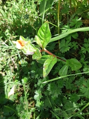 Oenothera epilobiifolia