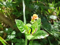 Oenothera epilobiifolia