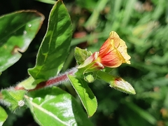 Oenothera epilobiifolia