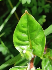 Oenothera epilobiifolia
