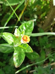 Oenothera epilobiifolia