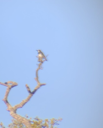 iNaturalist observation photo of Acorn Woodpecker