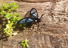 Aethria paula