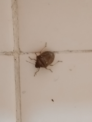 Eysarcoris ventralis