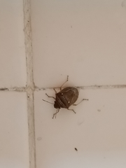Eysarcoris ventralis