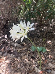 Proiphys amboinensis