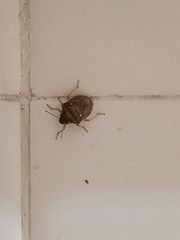 Eysarcoris ventralis