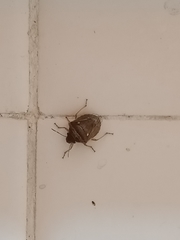 Eysarcoris ventralis