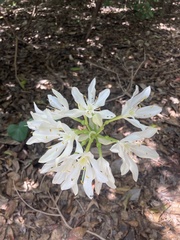 Proiphys amboinensis