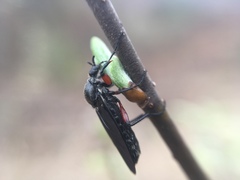 Bibio femoratus