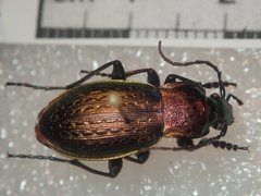 Carabus billbergi