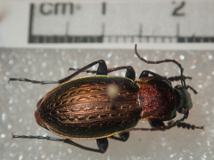Carabus billbergi