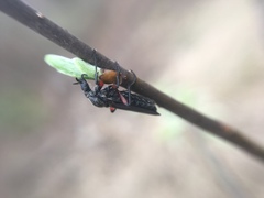 Bibio femoratus