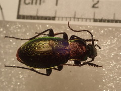 Carabus billbergi