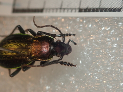 Carabus billbergi