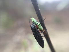 Bibio femoratus