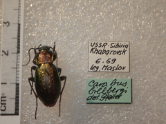 Carabus billbergi