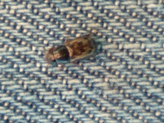 Pardalosus pardalis