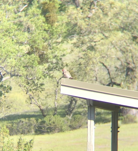 iNaturalist observation photo of Northern Flicker