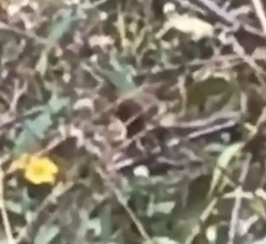 Troglodytes hiemalis