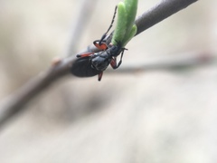 Bibio femoratus