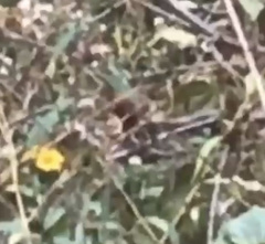 Troglodytes hiemalis