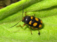 Cryptocephalus koltzei