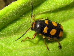 Cryptocephalus koltzei