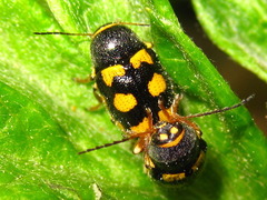 Cryptocephalus koltzei