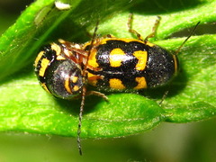 Cryptocephalus koltzei