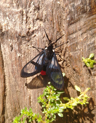 Aethria paula